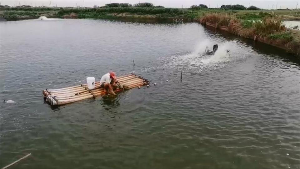 天氣變化大「抵抗力變差」　嘉義養殖金目鱸魚染病大量暴斃