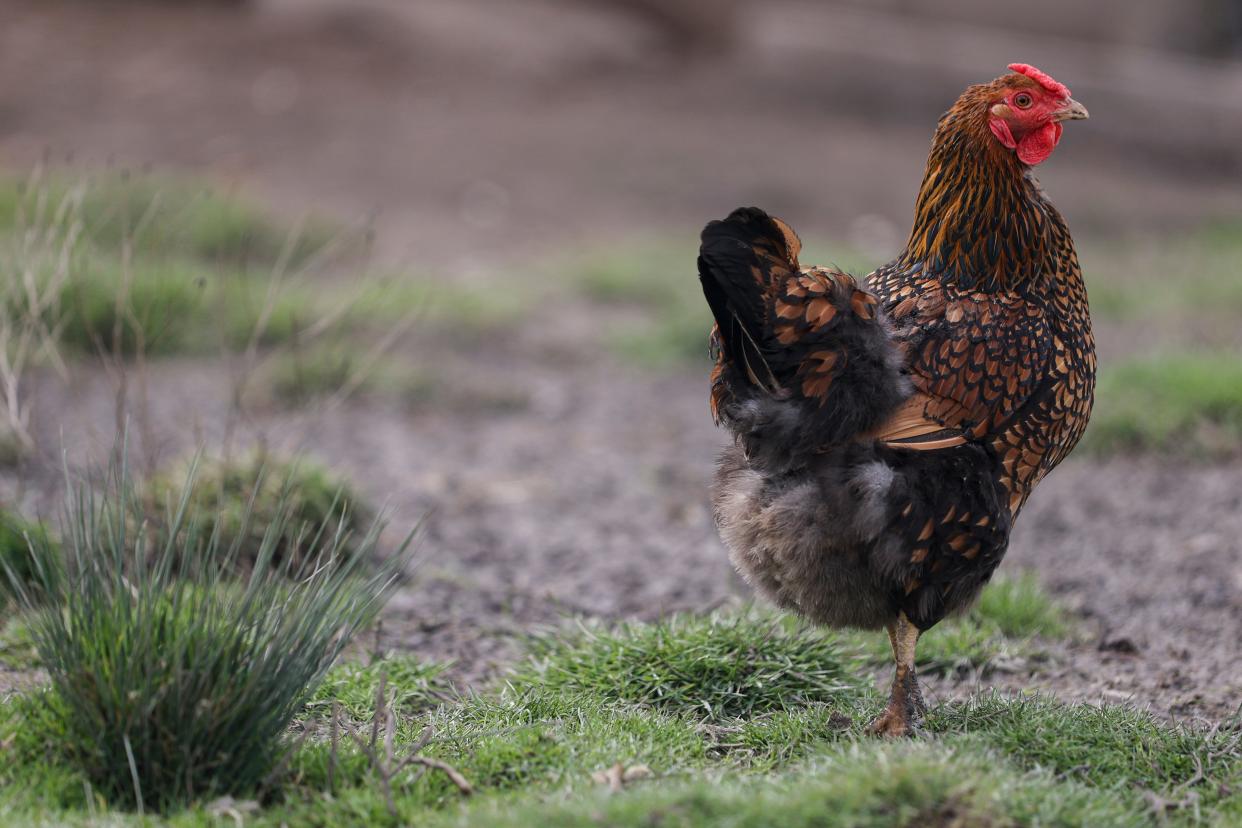 One of Glenda and Monty Brooking's chicken stands in a pen near the future site of Foster Farm Chicken Ranch near Scio.