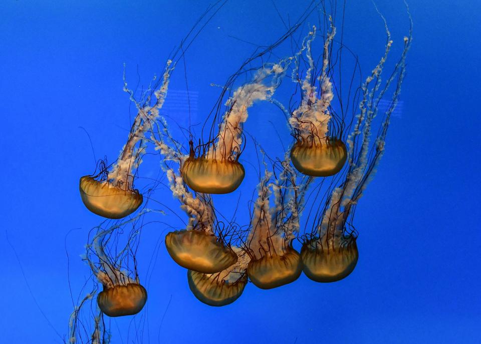 Pacific sea nettles swim at the National Aquarium in Baltimore, Maryland, March 9, 2019.