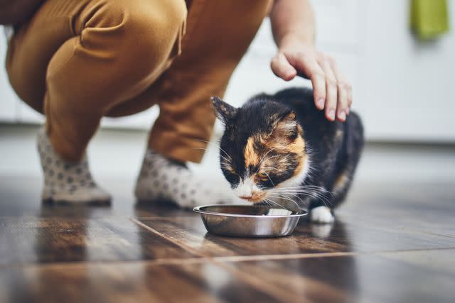 <p>Jaromir Chalabala / EyeEm / Getty Images</p> Stock image of a cat being pet as it drinks from a water bowl