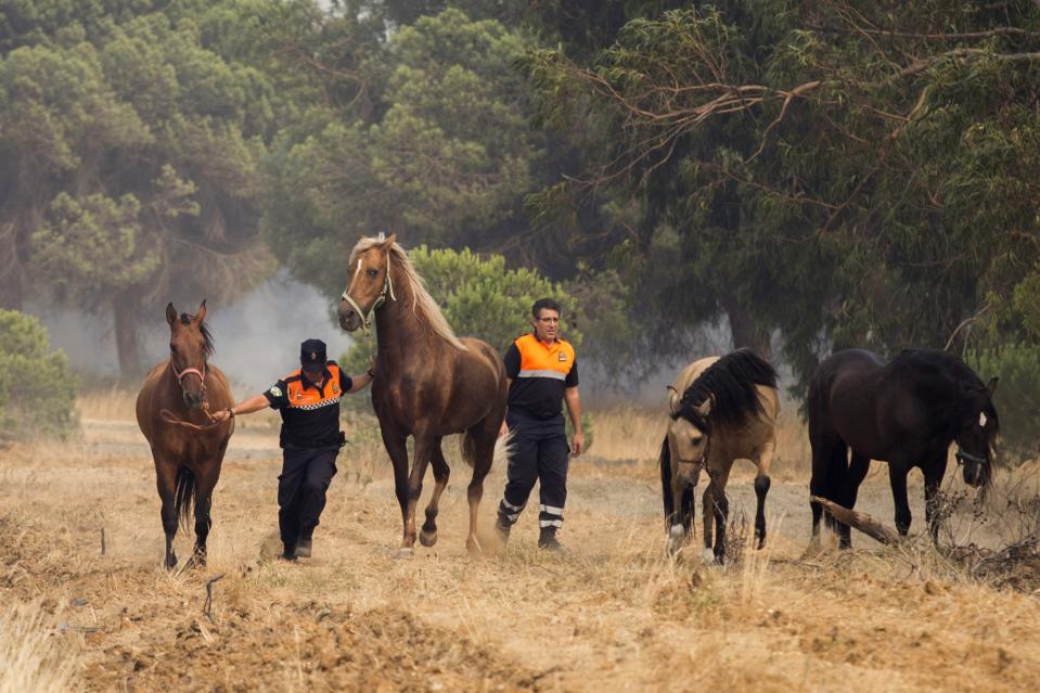 <p>Un incendio enorme alcanzó a la reserva de la biosfera de la UNESCO en el sur de España, provocando la evacuación de cientos de personas. (FOTO: AP). </p>