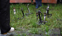 Residents stand next to cobras at a snake farm in Zisiqiao village, Zhejiang Province June 15, 2011. REUTERS/Aly Song