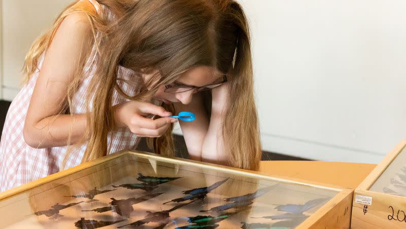 Olivia Adams, 9, uses her magnifying glass to examine some butterflies in the entomology showcase at BUGfest at the Natural History Museum of Utah in Salt Lake City on Saturday, Aug. 12, 2023.