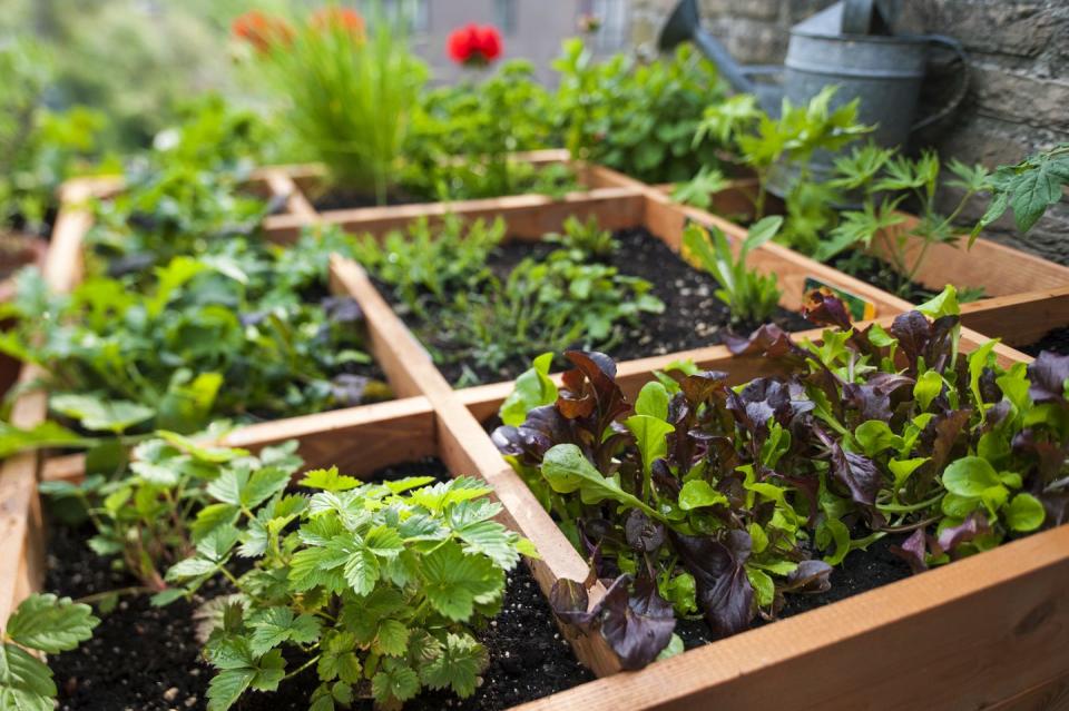 Square Foot Gardening