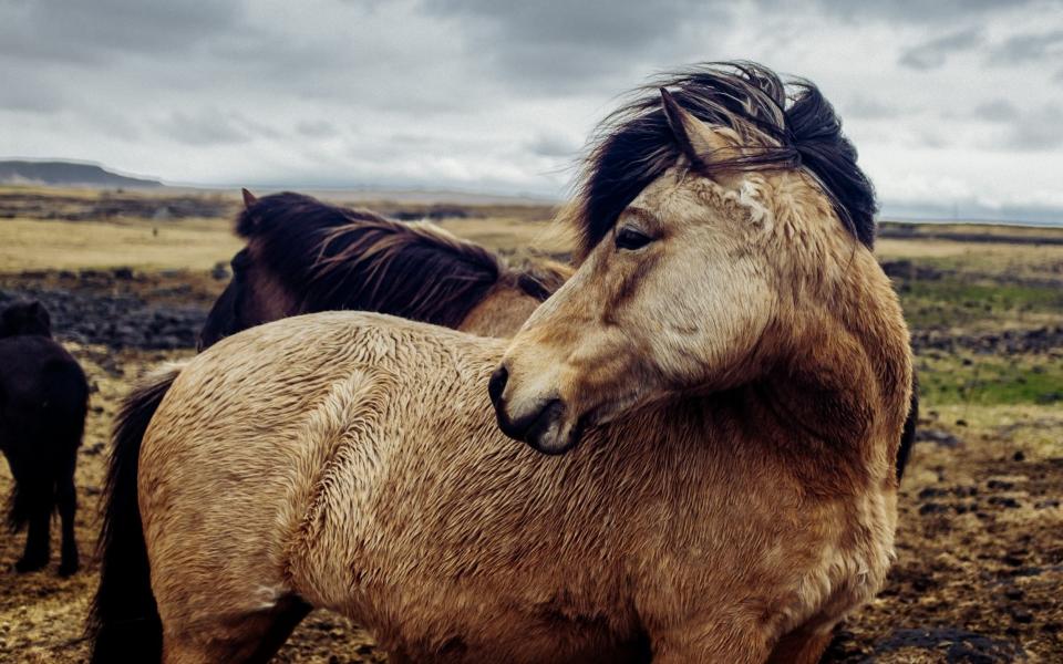 Horses in Iceland - Getty