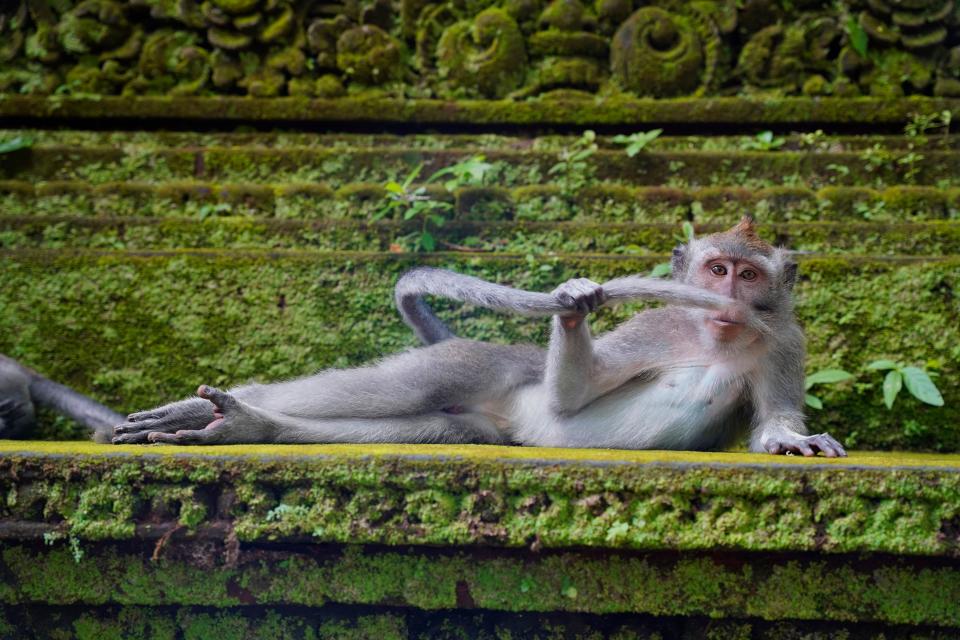 A monkey reclining and holding its tail over its face.