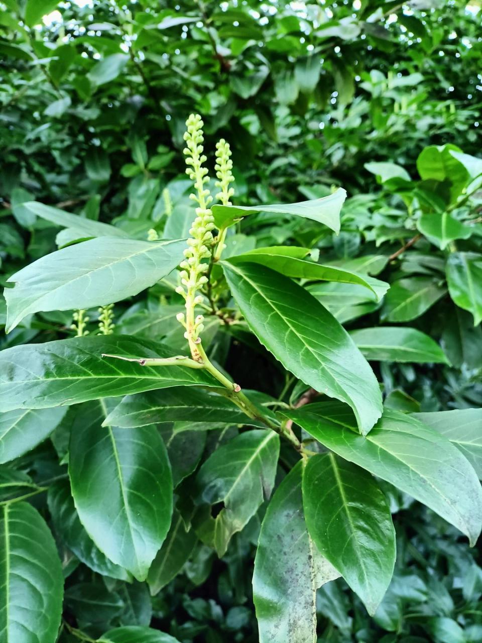 Cherry Laurel