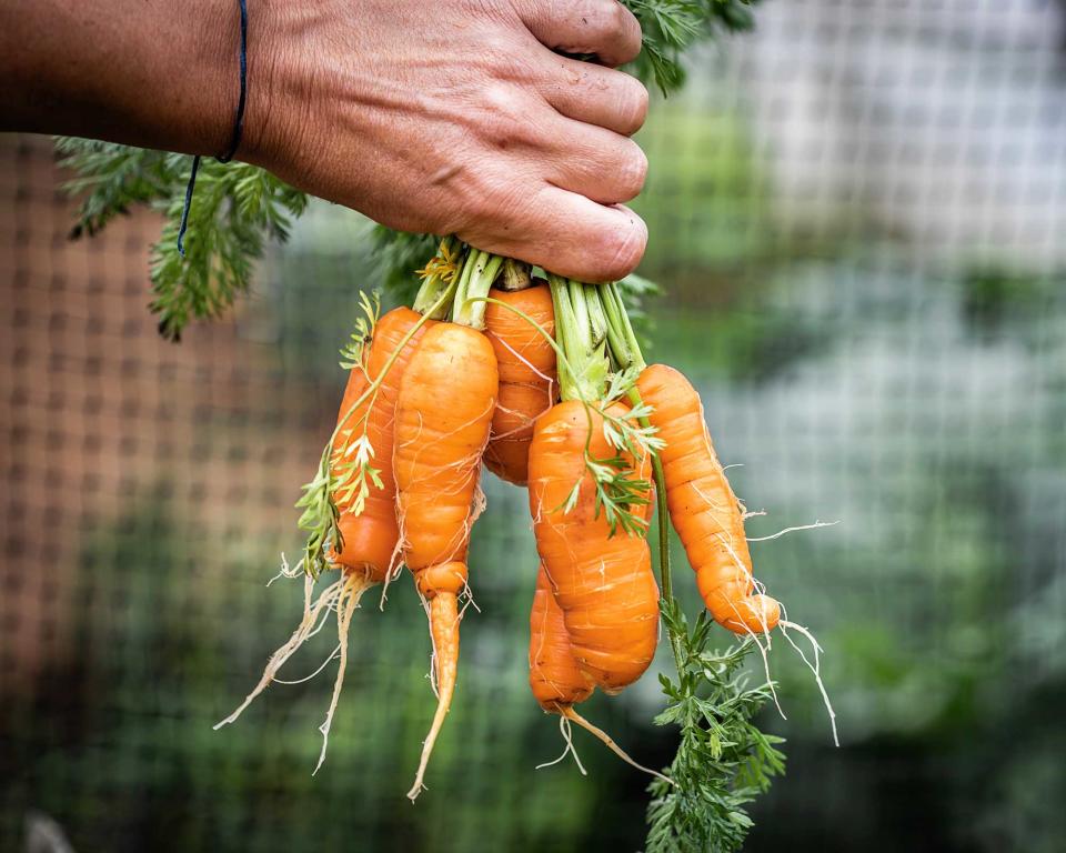 3. Early carrots