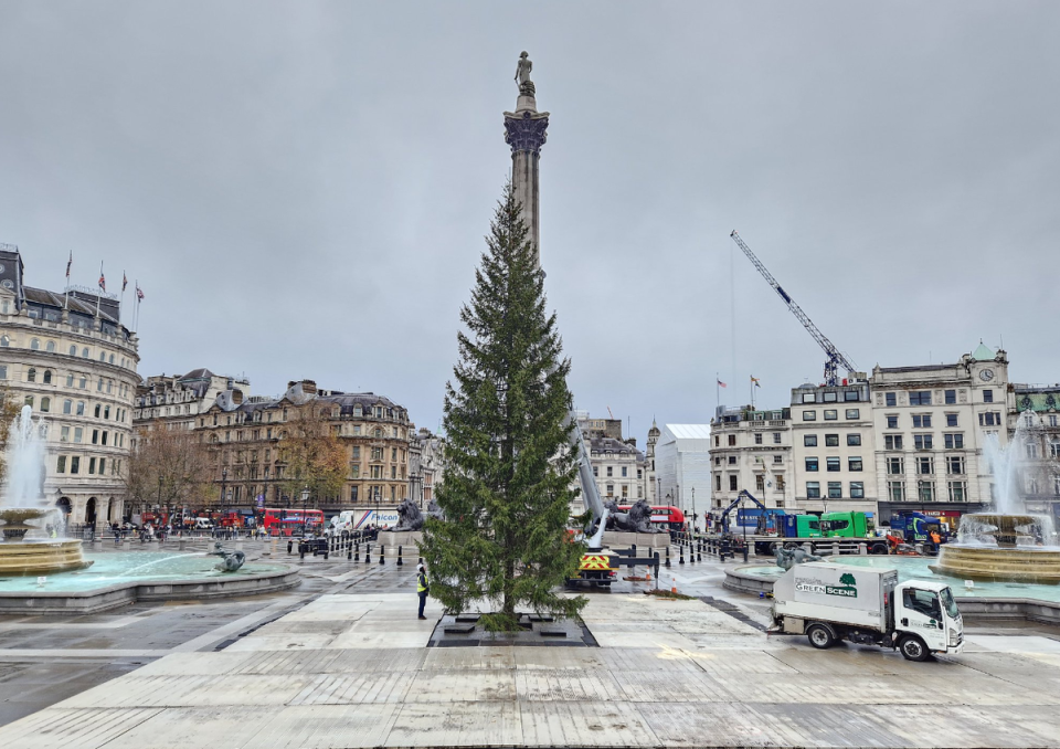 The tree looked much more symmetrical after its surgery (Dan Barker/@danbarker)