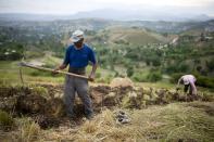 In this May 27, 2019 photo, Thomas Absolue, 64, harvests vetiver roots, used to produce an essential oil used in fine perfumes, on a farm in Les Cayes, Haiti. Absolue used to harvest sugarcane in the Dominican Republic before returning to Haiti in 1982, lured by the essential oil. “Vetiver gave me everything I have: house, school for kids, food for my family,” he said. “As long as I’m alive, I’ll work in vetiver fields. It’s what saves us.” (AP Photo/Dieu Nalio Chery)