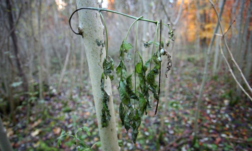 <span>Photograph: Gareth Fuller/PA</span>