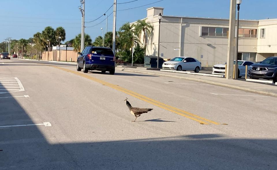 A Peacock crosses South Fifth Street behind the Alto Lee Adams Sr. U.S. Courthouse in Fort Pierce, Fla., on Tuesday, July 18, 2023, hours before the first pretrial hearing in United States v. Donald Trump and Waltine "Walt" Nauta begins.