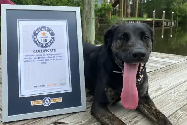<p> Guinness World Records</p>
