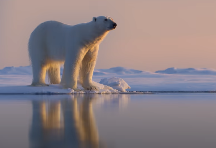 Polar bear looking over the water.