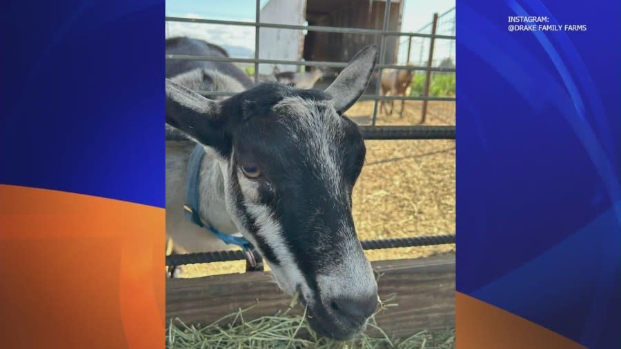 According to an Instagram post from Drake Family Farms California, the thief or thieves cut their fence and stole 12 goats. The stolen goats are Saanen, Alpine, and Nubian goats, are all tattooed and are wearing red, blue or chain collars. (IG/@drakefamilyfarmsca)