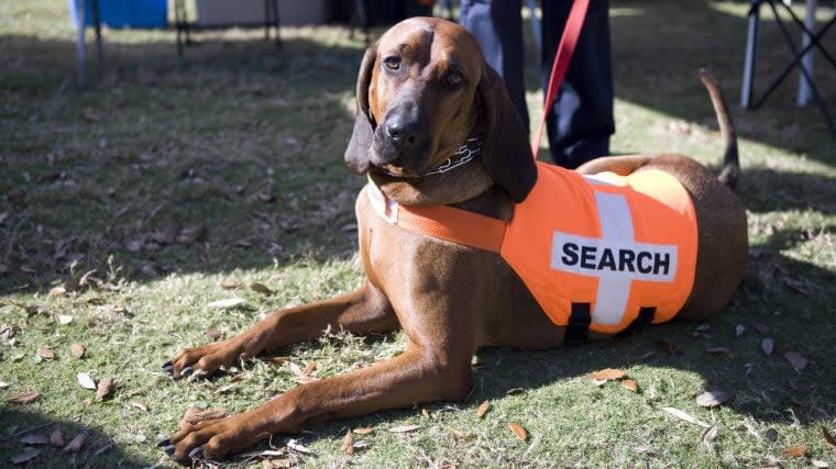 Top Dog Breeds for Search and Rescue Work