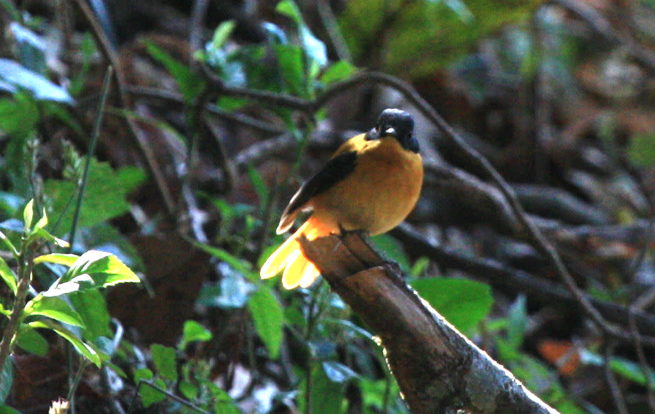 <b>Black-and-Orange Flycatcher:</b> A rare endemic of the southern part of the Ghats, this little bird feeds more on the ground (like a thrush) on a menu of worms, and hunts less on the wing as a flycatcher is supposed to.