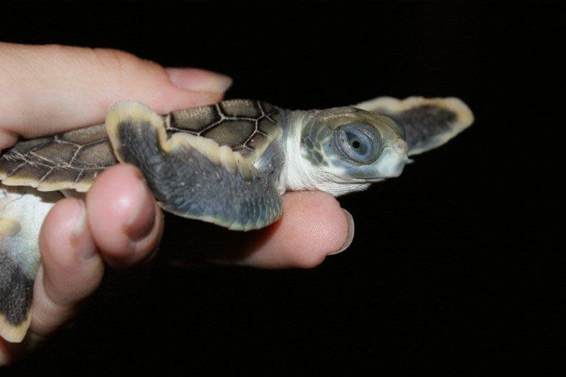 Baby hatchling turtle. 