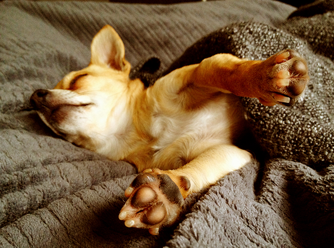 Should You Let Your Dog Sleep with You? 7 Benefits to Consider