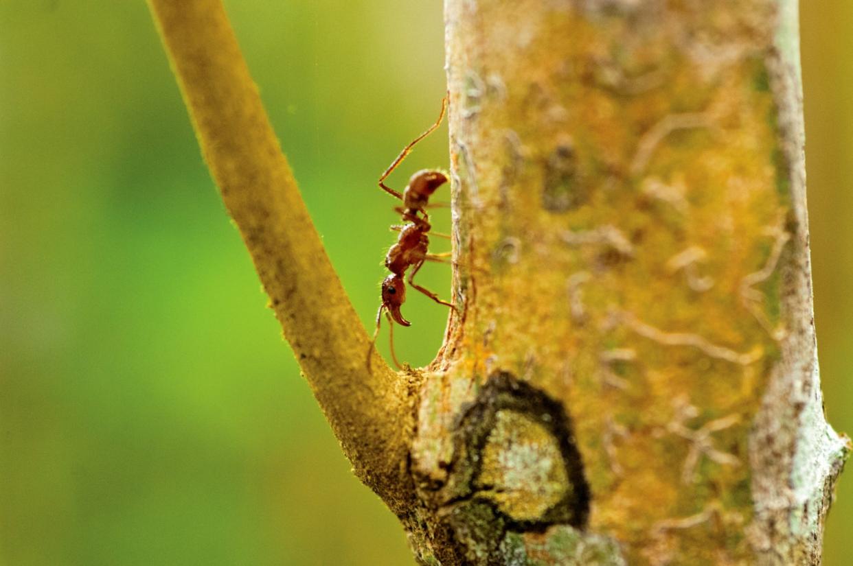 Some ants and plants have developed symbiotic relationships, in which ants may contribute to protecting their host plant against threats, while receiving food and shelter in exchange.