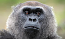 BRISTOL, ENGLAND - MAY 04: Bristol Zoo's silverback Jock, father of baby gorilla Kukena looks out from Bristol Zoo’s Gorilla Island on May 4, 2012 in Bristol, England. The seven-month-old western lowland gorilla is starting to find his feet as he learns to walk having been born at the zoo in September. Kukena joins a family of gorillas at the zoo that are part of an international conservation breeding programme for the western lowland gorilla, which is a critically endangered species. (Photo by Matt Cardy/Getty Images)