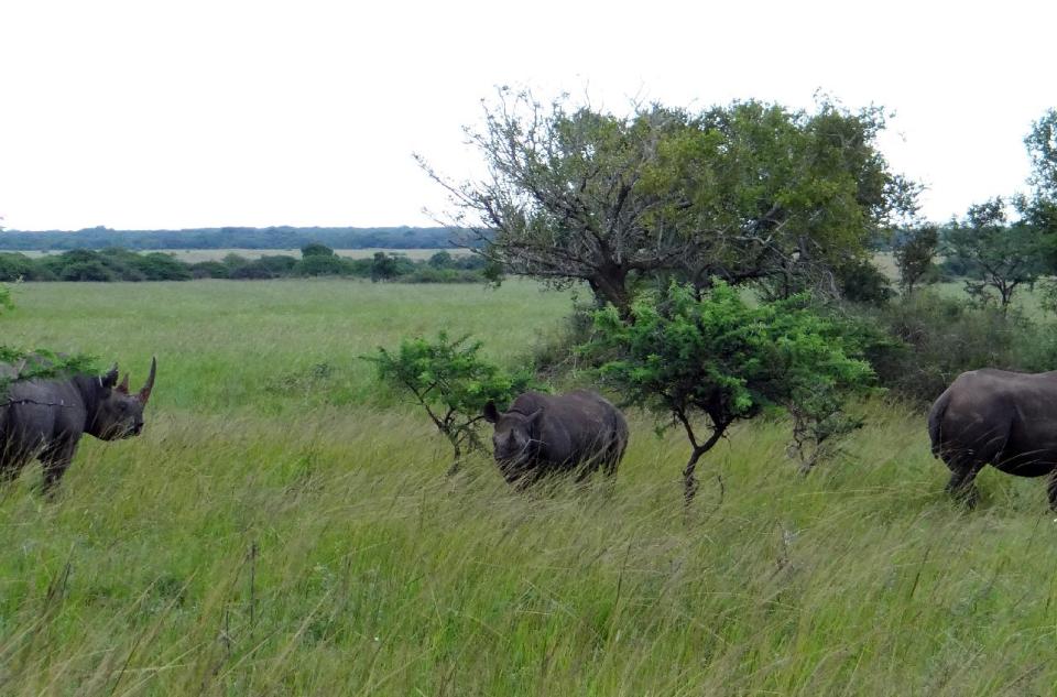 This April 2012 photo shows three black rhinos grazing on the savanna in the Phinda Private Game Reserve, near the town of Hluhluwe, in Kwazulu-Natal province, South Africa. Phinda’s luxury lodges are spread over 56,000 acres and seven habitats, from the savanna to the unique sand forest. Rangers take visitors on drives to observe the Big Five (Cape buffalo, elephant, leopard, lion and rhino) and other animals roaming freely in protected open spaces. (AP Photo/Matthew Craft)