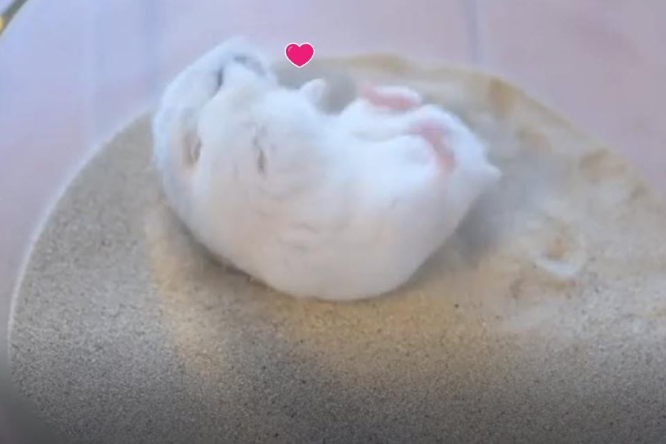 <p>日本一隻小倉鼠洗沙浴，卻被網友笑說像極了「麻糬沾粉」！（圖／IG @gsm_iham2）</p>
