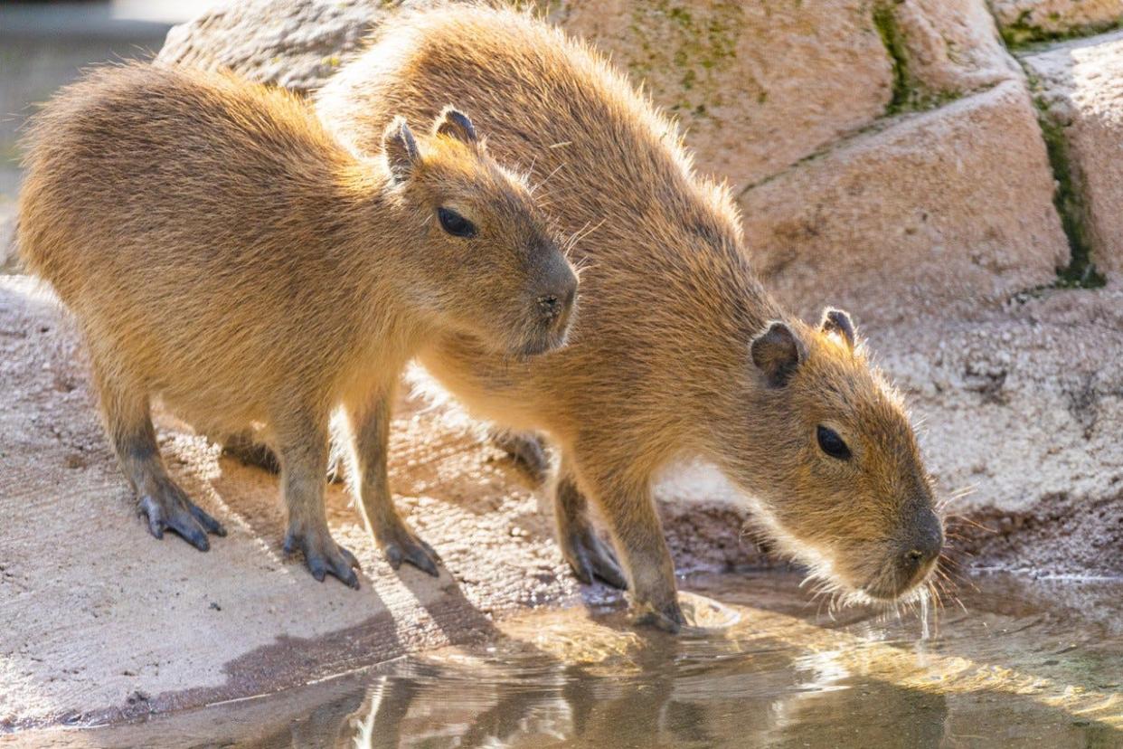 The Santa Barbara Zoo has added two young capybaras to its habitat. Zoo staff hope the siblings, born at an Alabama zoo, will form a herd with 4-year-old Poppy.