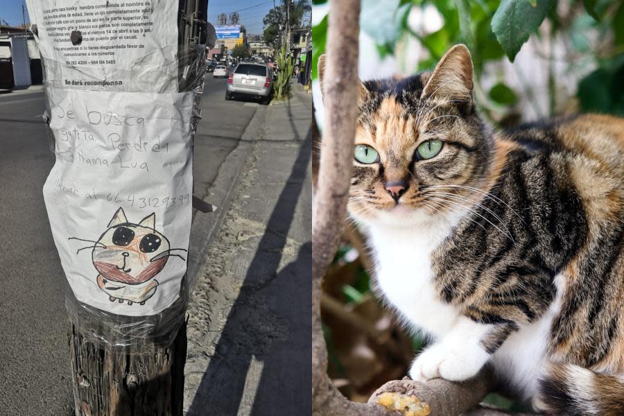  Pequeño pide ayuda para encontrar a su gatita perdida en Tijuana con tierno cartel