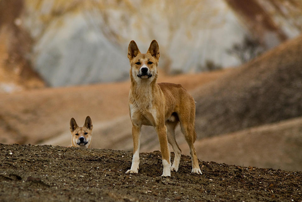 The Dog Fence runs through the Painted Desert where dingoes have lived for thousands of years. Source: Getty