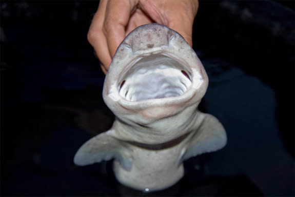 A new species of swell shark from the deep sea. To scare off predators, this shark can inflate its stomach with water to bulk up. View more images on LiveScience.com. (Photo credit: Stephanie Stone, California Academy of Sciences) 