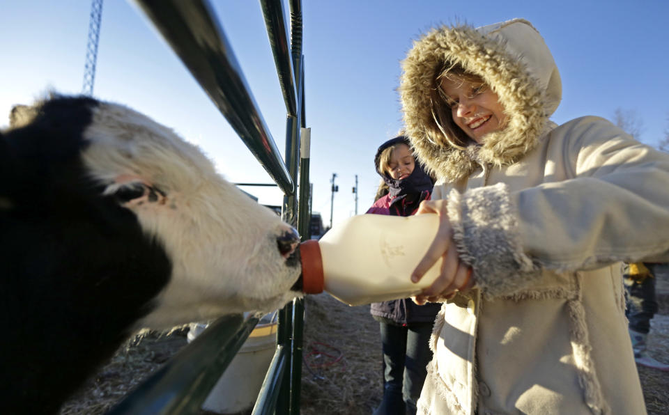 In this Thursday, Dec. 12, 2013 photo, second grader Hannah Greene bottle feeds a calf during morning chores at the Walton 21st Century Rural Life Center in Walton, Kan. Located in a small farming community, the school faced closing before re-establishing itself as an agriculture-focused charter school and more than doubling enrollment. (AP Photo/Charlie Riedel)