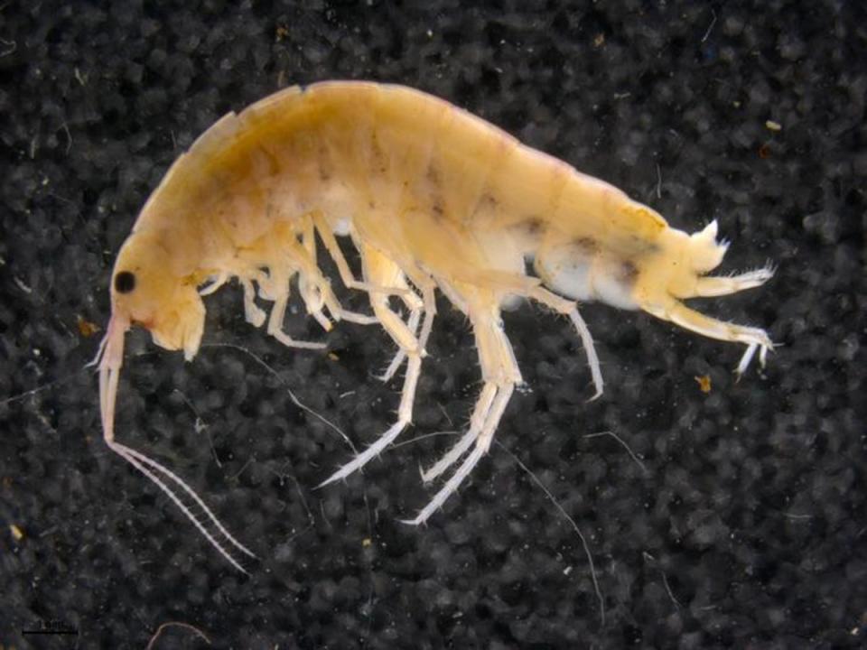 A new species of tree-dwelling shrimp – whose typical habitat is by the sea – was also found in the Cyclops Mountains (Expedition Cyclops)