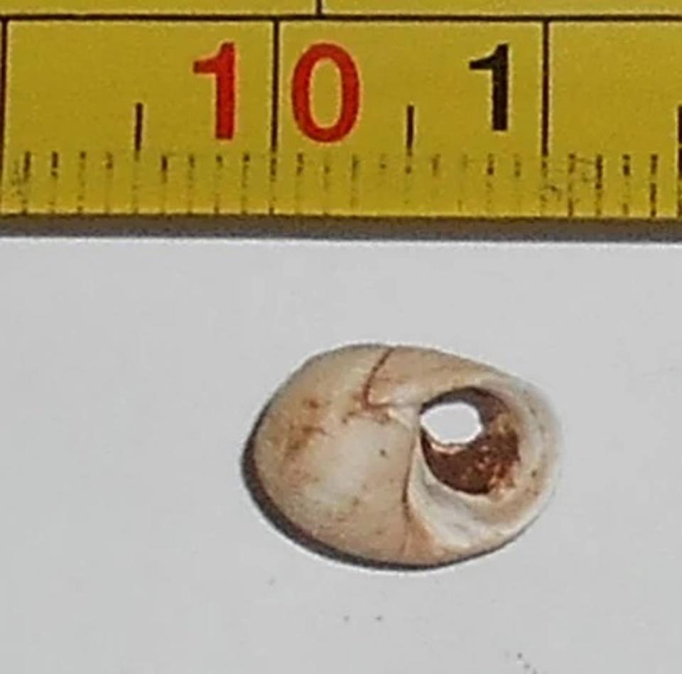 A periwinkle shell bead discovered alongside remains was dated at around 11,000 years old (University of Central Lancashire)