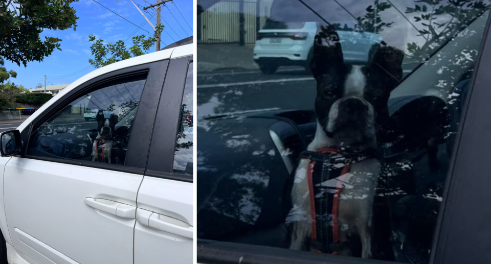 White four-wheel drive with dog looking through window (left) and a close-up of the dog (right)