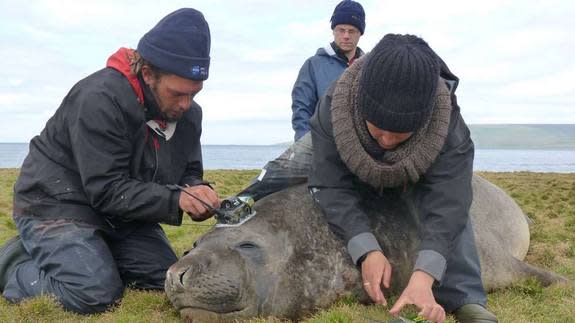 These devices included satellite tags that relayed temperature and other data, as well as sensors that monitored light and recorded the depth and lengths of dives. Shown here, researchers Kevin Coustaut, Nory El Ksabi and Jade Vacquie Garcia.