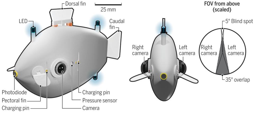 Diagram of a fish-shaped robot