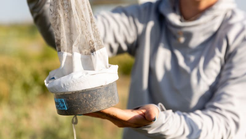 Angelena Todaro, a research intern with the Salt Lake Mosquito Abatement District, collects a mosquito trap in Salt Lake City on Tuesday, July 18, 2023.