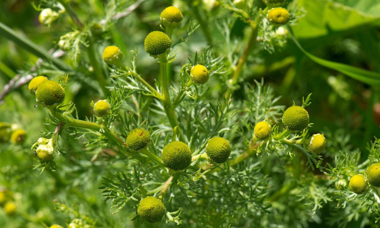 <span>‘Wild camomile … is also known as pineappleweed. I squidge a flower between my fingers to remind myself why.’</span><span>Photograph: Nigel Cattlin/Alamy</span>