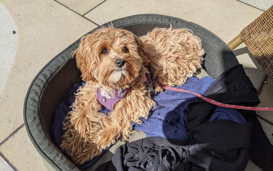 dog in beer garden