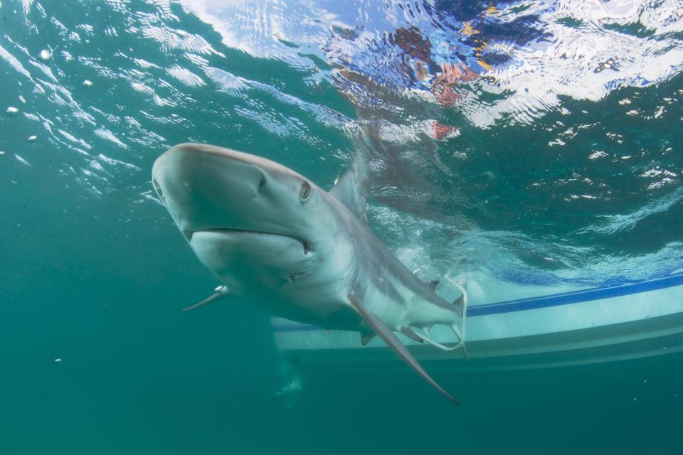 Black tip sharks now are continuing their annual northerly migration in big schools from South Florida back to coastal Virginia and North Carolina. Often confused with spinner sharks because they leap up and twist in the air, the up-to-six-foot black tips come close to shore seeking smaller fish to eat.
