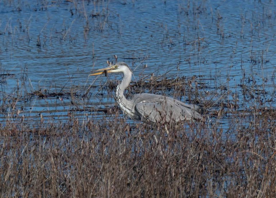 Identifying this Gray Heron in North America is challenging, Millard said. A very rare visitor from Eurasia to North America with only a few records in Alaska and Newfoundland. This species seems likely to occur elsewhere, especially along the Atlantic coast, Millard said.  