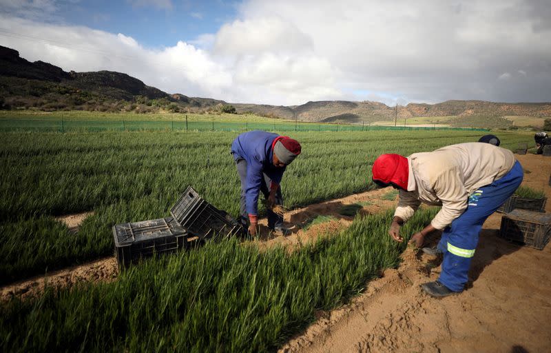 FILE PHOTO: Unique regional status to South Africa's rooibos tea can turn fortunes for crop