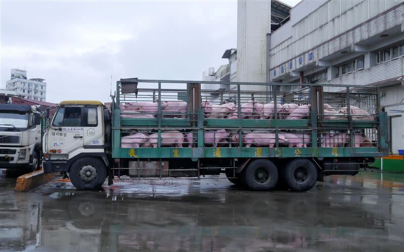 台灣動物社會研究會指出，國內活體豬肉拍賣過程既落後又野蠻。（圖／台灣動物社會研究會提供）