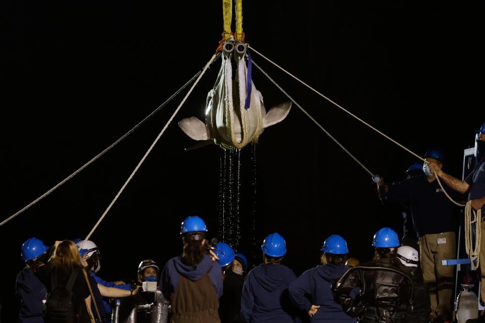 A beluga whale is lowered into a transport cart after arriving at Mystic Aquarium, Friday, May 14, 2021 in Mystic, Conn. The whale was among five imported to Mystic Aquarium from Canada for research on the endangered mammals.