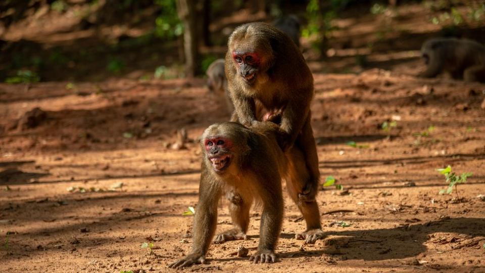 Una pareja de macacos rabones apareándose.