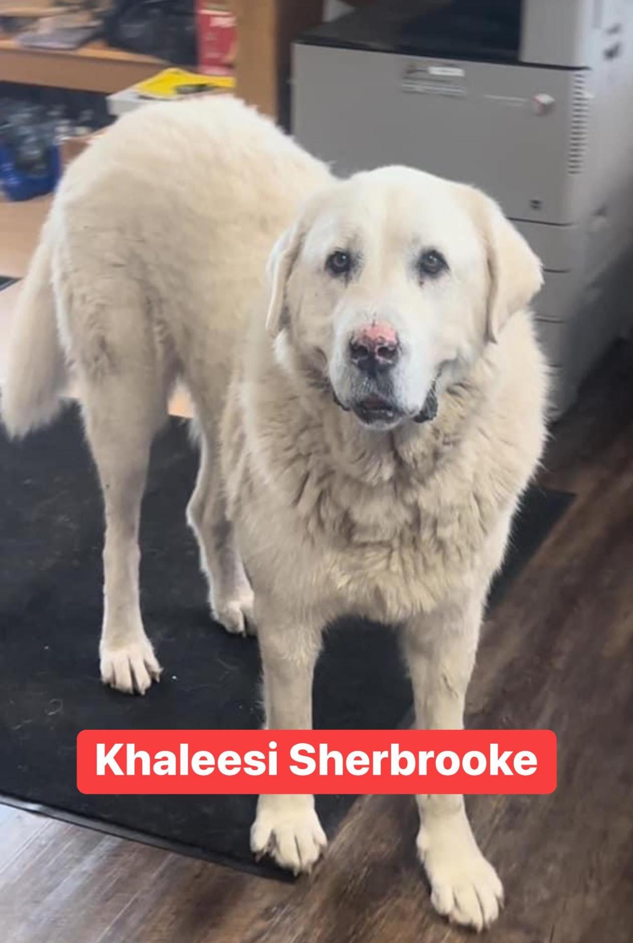 Khaleesi Sherbrooke, Mayor of Cormorant Village in Minnesota.