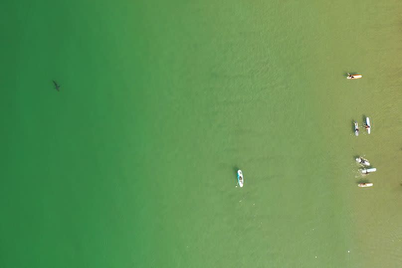 Patrick Rex/CSULB Shark Lab via AP