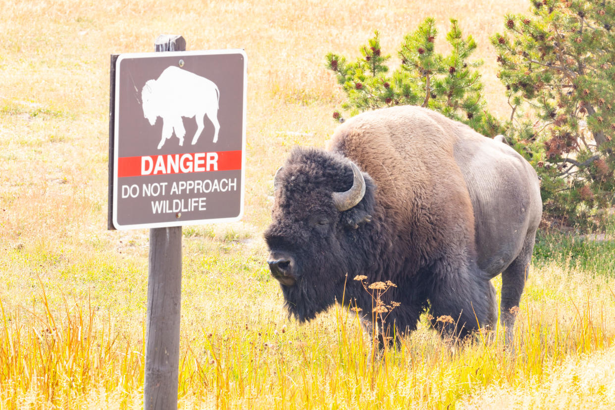 Bison and danger sign  (Photo/National Parks Service, Jacob W. Frank)