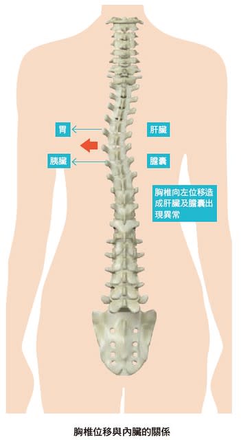 胸椎位移與內臟的關係